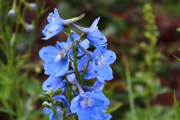 Niebieski Larkspur Ogrodzie — Zdjęcie stockowe