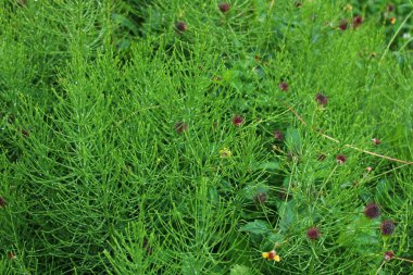 Ormandaki at kuyruğu tarlası