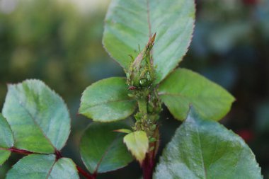 Bir gülün üzerindeki yaprak bitleri