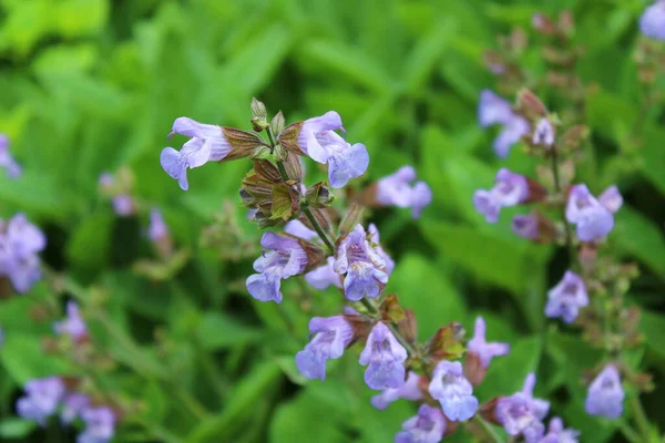 Blommande Salvia Trädgården — Stockfoto