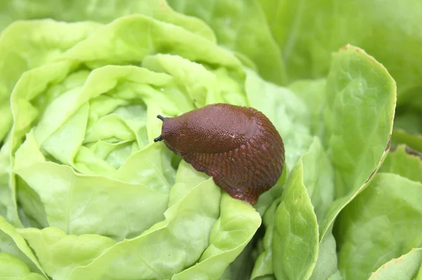 red snail on a salad leaf