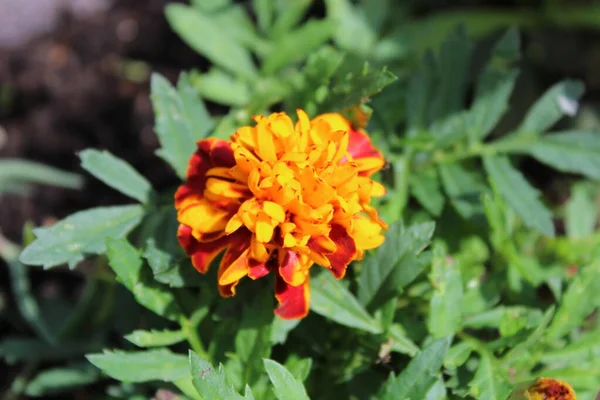 Piękne Marigold Ogrodzie — Zdjęcie stockowe