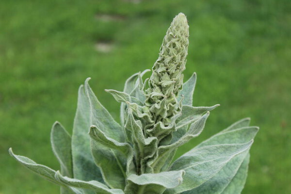 a mullein in the garden in the summer