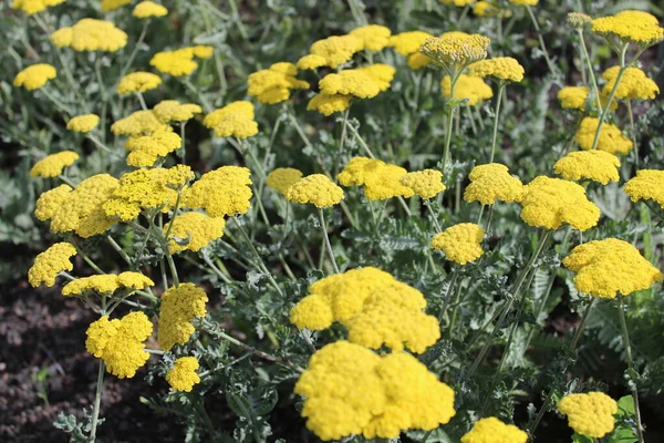 Fernleaf Yarrow Garden — Stock Photo, Image