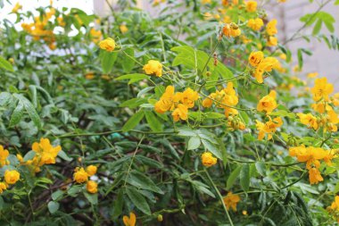 Sarı çiçekli bir bitki.