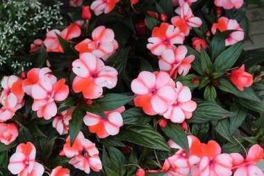 Bahçede çiçek açan meşgul Lizzie.