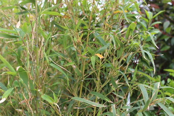 Beau Bambou Dans Jardin — Photo