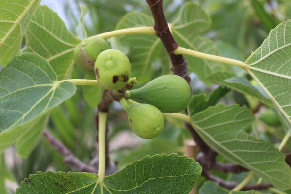 fig tree in the garden