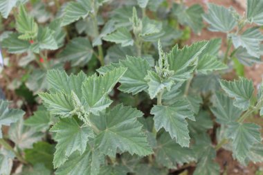 Bahçedeki sağlıklı lokum.