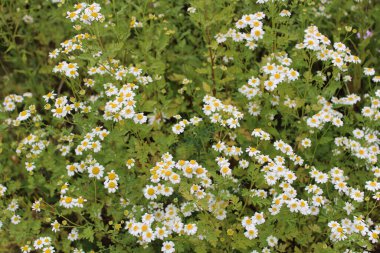 Bahçede çiçek açan papatya çayı