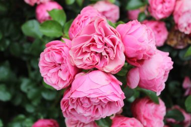 Bahçede pembe güller