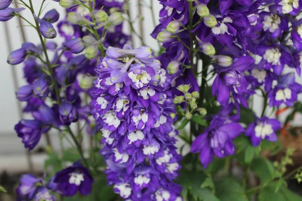 정원에서 꽃피는 장수풍뎅이 — 스톡 사진