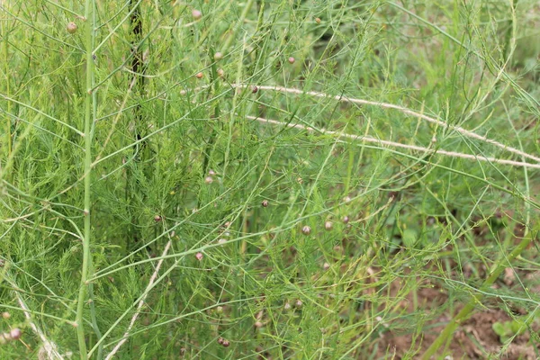 Aspargos Plantas Jardim — Fotografia de Stock