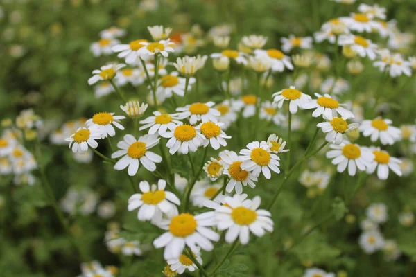 Blommande Kamomill Trädgården — Stockfoto