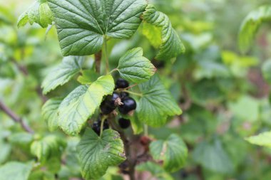 Bahçede siyah frenk üzümü