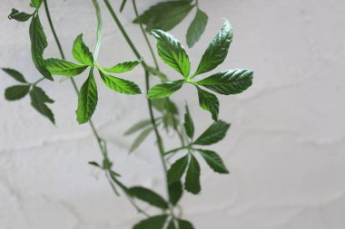 Sağlıklı ciaogulan bahçede