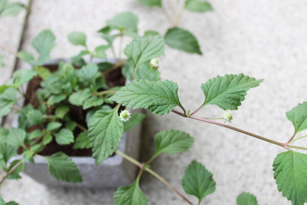 aztec seet herb on a stone floor