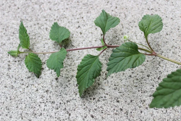 candy leaf on a stone floor