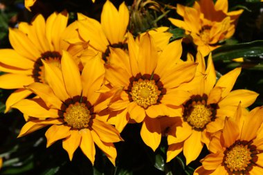 Bahçedeki hazine çiçeği.