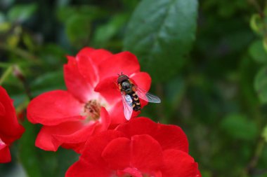 Gülün üzerindeki küçük uçan sinek