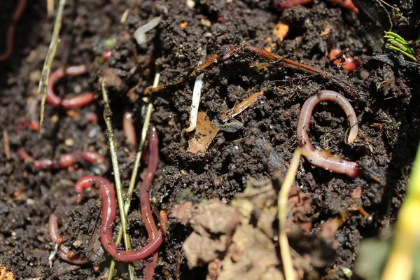 Beaucoup Petits Vers Dans Compost — Photo