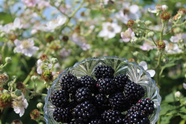 blackberries in front of a blossoming blackberry bush