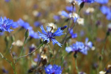 Bir tarlada bir sürü çiçek