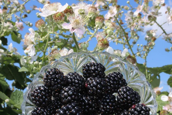 在开花的黑莓树前的黑莓 — 图库照片