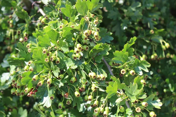 Baies Aubépine Non Mûres Dans Forêt — Photo