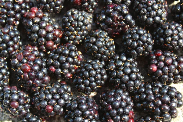 Picture Many Blackberries — Stock Photo, Image