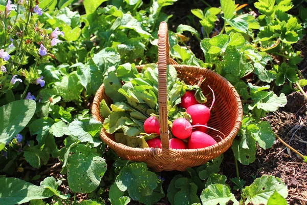 Radish Basket Radish Leaves — Stock Photo, Image
