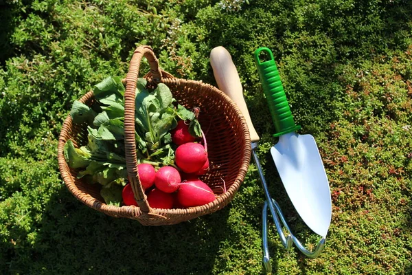 Rabanete Uma Cesta Jardim — Fotografia de Stock