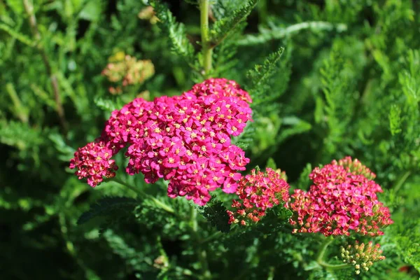 Pink Blossoming Yarrow Garden — Stock Photo, Image