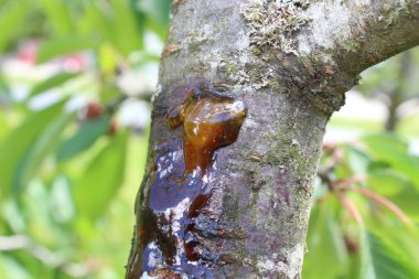 Bahçedeki bir ağaca ziftle.