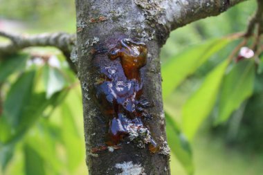 Bahçedeki bir ağaca ziftle.