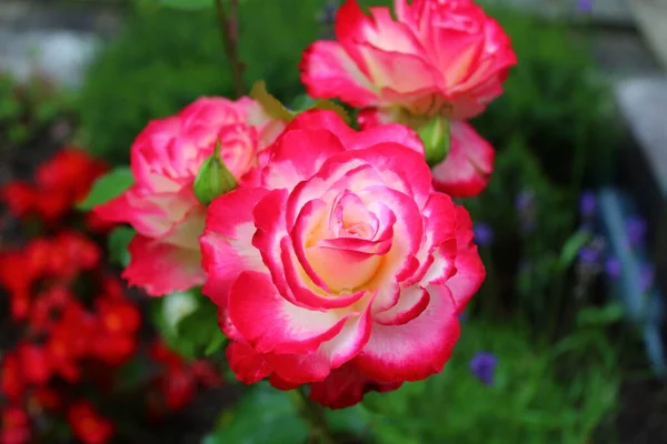 Czerwona Róża Ogrodzie Latem — Zdjęcie stockowe