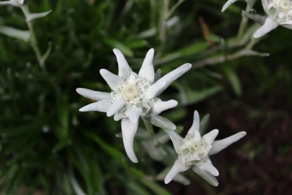 Bahçede Çiçek Açan Edelweiss — Stok fotoğraf