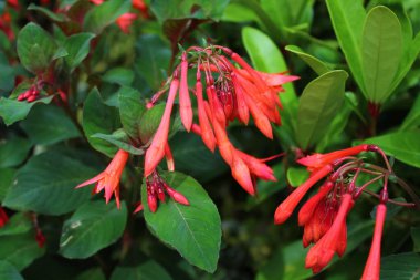 Bahçede pembe fuşya