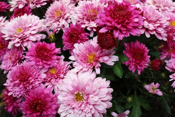 stock image colorful crysanthemum in the garden