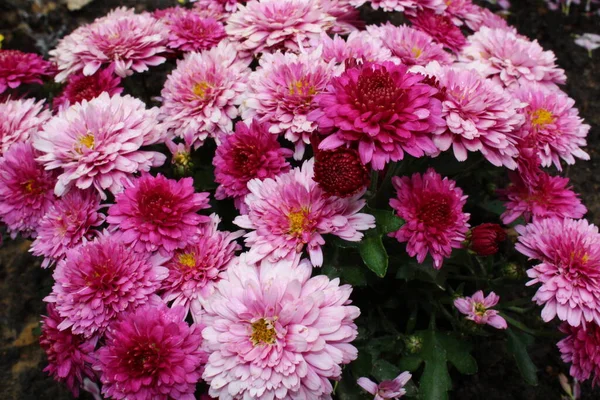 Kolorowe Crysanthemum Ogrodzie — Zdjęcie stockowe