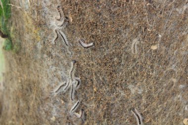 Ağaçtaki meşe güvesi.