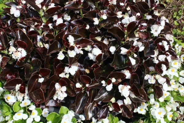 Lilin Begonia Taman — Stok Foto
