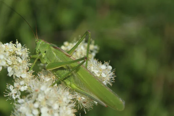 Bush Cricket Blossoming Meadow Sweet — Stock Photo, Image