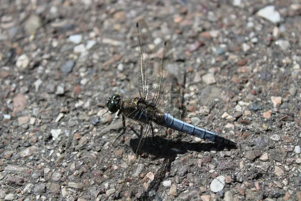 Black Tailed Skimmer Street — Stock Photo, Image