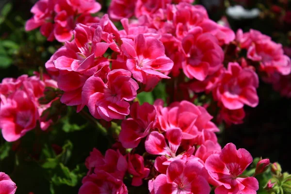 Pelargonium Δικτυωτό Καπάκι Στον Κήπο — Φωτογραφία Αρχείου