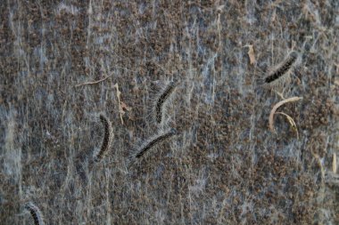 Ağaçtaki meşe güvesi.