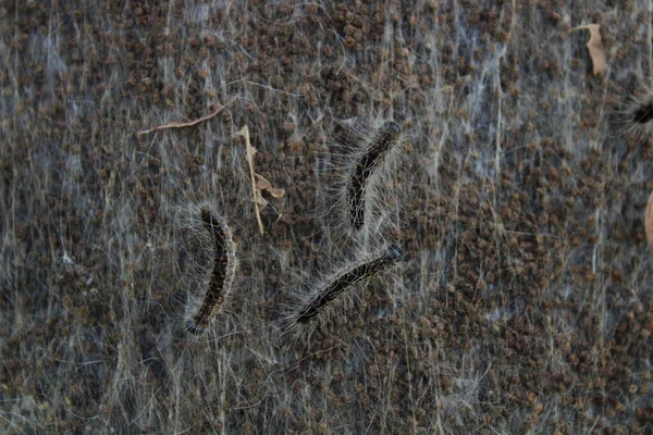 Polilla Procesionaria Roble Árbol — Foto de Stock