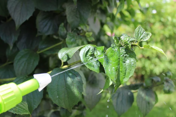 Garnek Pestycydem Ogrodzie — Zdjęcie stockowe