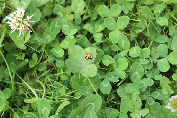 Nyckelpiga Fyrklöver Trädgården — Stockfoto