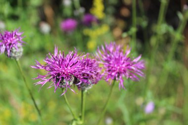Çayırdaki güzel örümcekotu